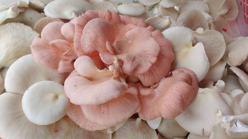 Orellanas rosadas y blancas frescas